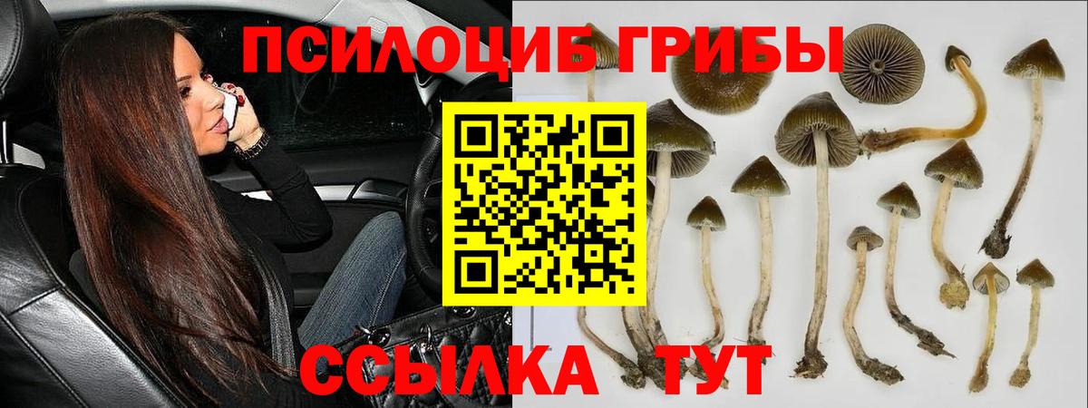 Псилоцибиновые грибы Psilocybine cubensis Дзержинск